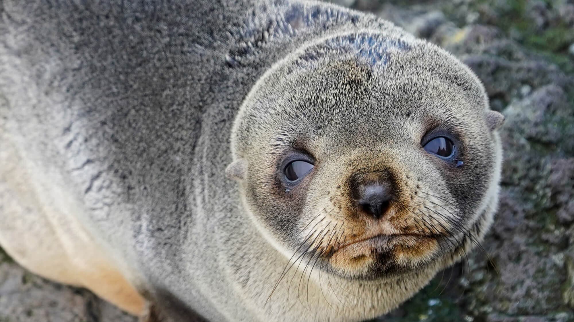 clearwater wildlife tours firebrand dunedin